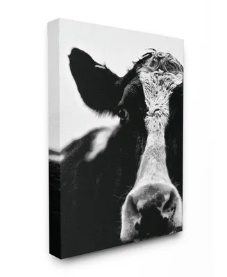 Stupell Industries Cow Black and White Close Up Canvas Wall Art