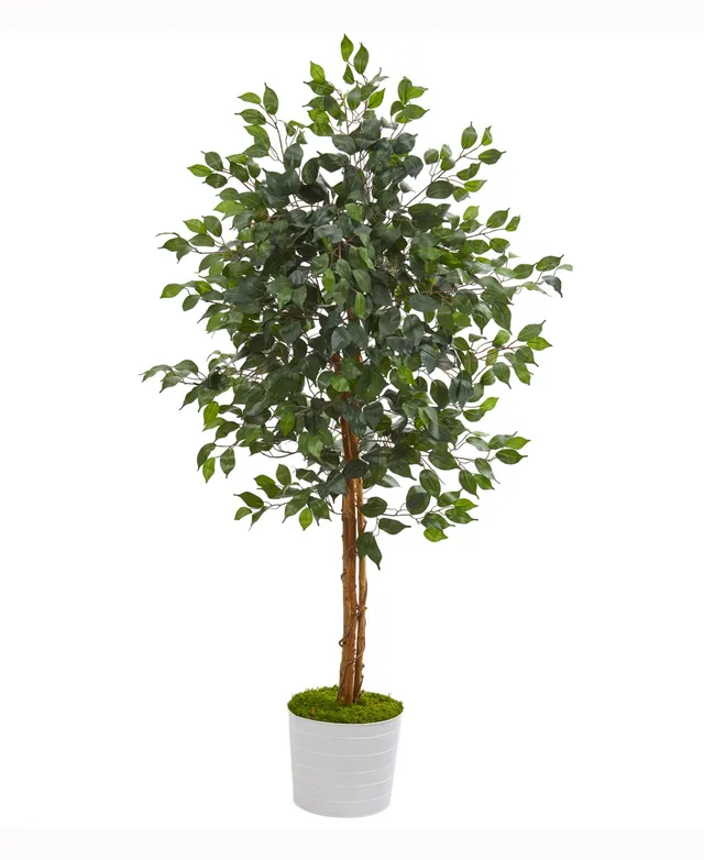 6’ Ficus Artificial Tree in White Tin Planter