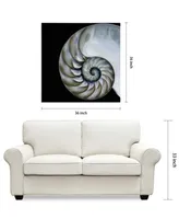 Empire Art Direct Pearly Nautilus Frameless Free Floating Tempered Glass Panel Graphic Wall Art, 36" x 36" x 0.2"