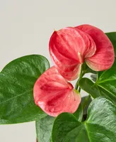 Anthurium Live Plant