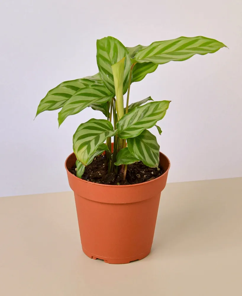 Calathea Concinna 'Freddie' Live Plant, 4" Pot