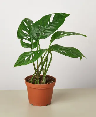 Monstera Adansonii "Swiss Cheese" Live Plant, 4" Pot