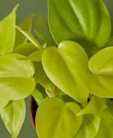 Philodendron 'Neon' Live Plant