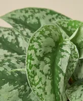 Pothos 'Silver Splash' Live Plant