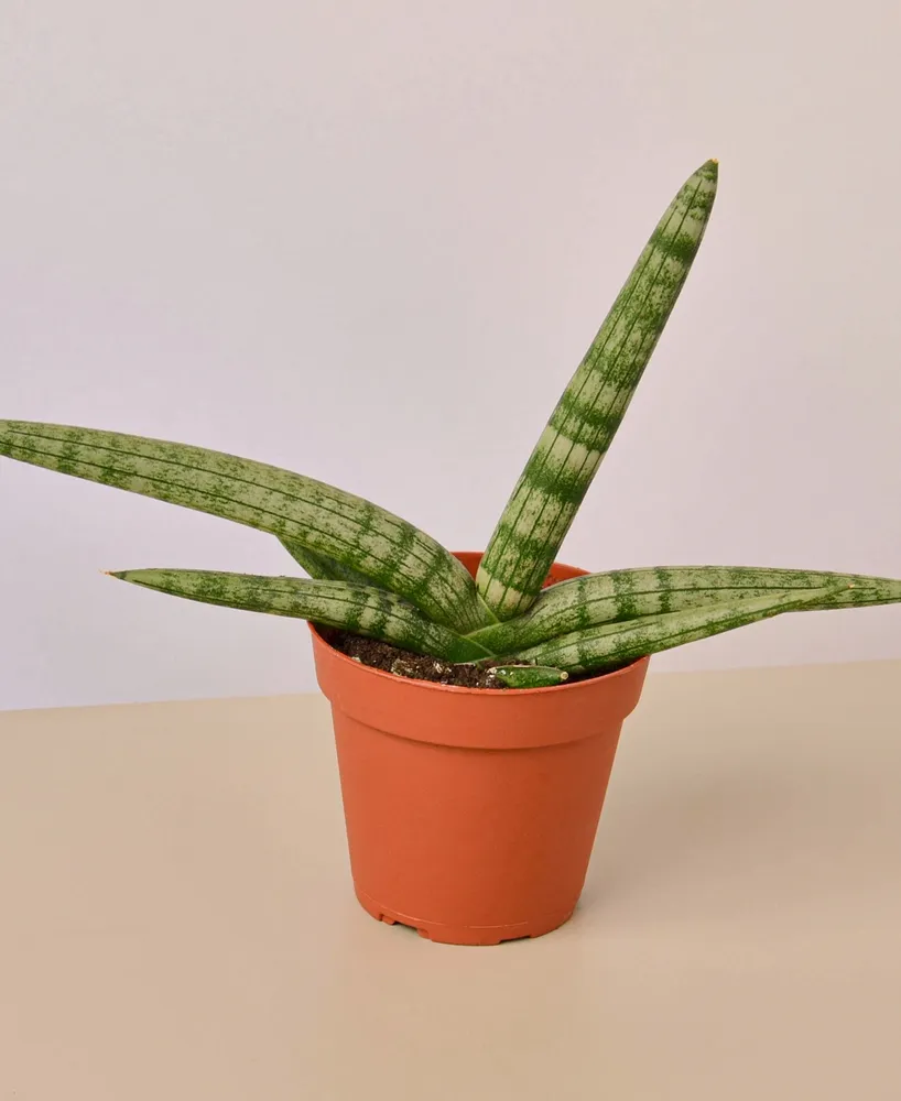 Snake Plant Starfish Live Plant, 4" Pot