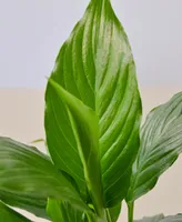 Spathiphyllum 'Peace Lily' Live Plant