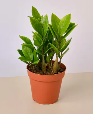 Zamioculcas Zamiifolia Zz Live Plant, 4" Pot