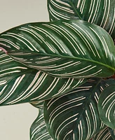 Calathea 'Ornata' Live Plant, 6" Pot