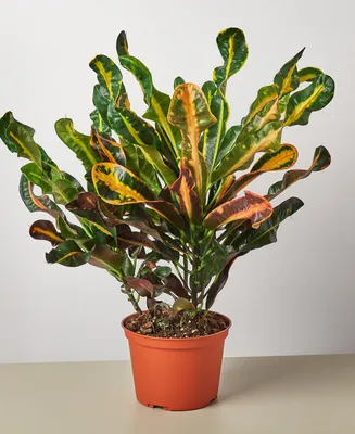 Croton Mammy Live Plant, 6" Pot