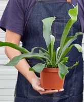 Staghorn Fern Live Plant, 6" Pot