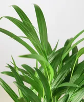 Areca Palm Live Plant, in 6" Pot