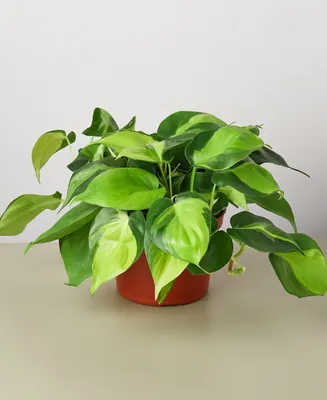 Philodendron Hederaceum 'Brasil' Live Plant, 6" Pot