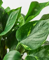 Pothos Golden Live Plant, 6" Pot