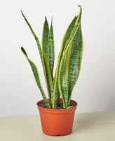 Snake Laurentii Live Plant, 6" Pot