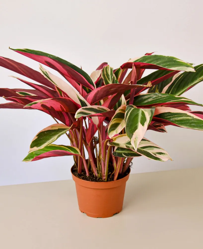 Stromanthe Triostar Live Plant, 6" Pot