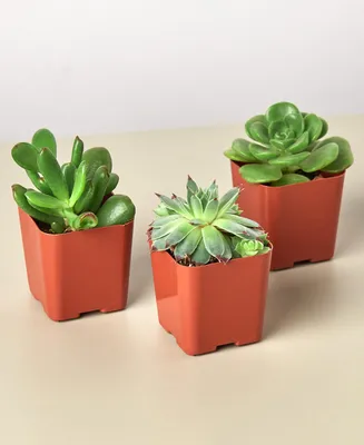 House Plant Shop Succulent Variety Live Plants