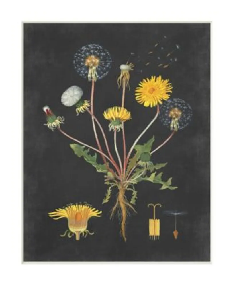 Stupell Industries Botanical Drawing Dandelion On Black Design Wall Plaque Art Collection By Lettered Lined