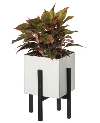 Indoor and Outdoor Planting Box, Large Planter