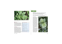 Northeast Medicinal Plants: Identify, Harvest, and Use 111 Wild Herbs for Health and Wellness by Liz Neves