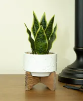 Flora Bunda Snake Plant in Constellation Ceramic Pot on Stand, 9.7"