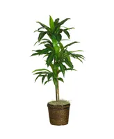 Nearly Natural Dracaena with Basket Silk Plant, Real Touch