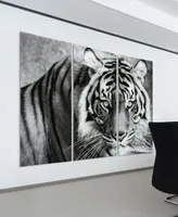 Empire Art Direct "Tiger Abc" Frameless Free Floating Tempered Glass Panel Graphic Wall Art Set of 3, 72" x 36" x 0.2" Each