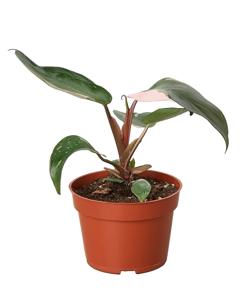 House Plant Shop Philodendron Pink Princess in 4" Pot