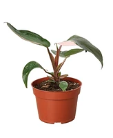 House Plant Shop Philodendron Pink Princess in 4" Pot