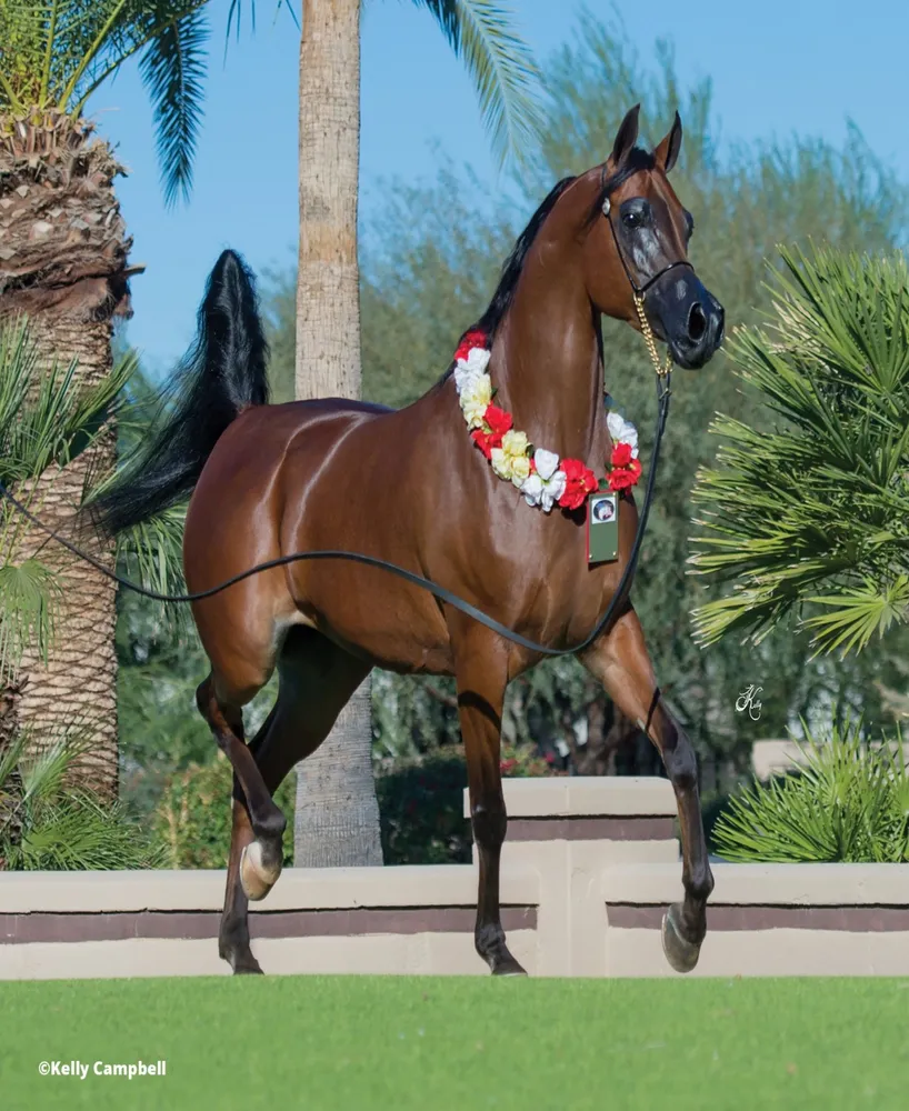 Breyer Horses Rd Marciea Bey, Champion Arabian