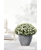 Eco pots Antwerp Modern Indoor and Outdoor Planter, 12in