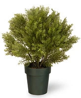 National Tree Company 22 Globe Cedar Tree