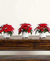 Nearly Natural 9in. Artificial Poinsettia Arrangements in White Ceramic Pots - Set of 3