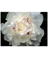 Perfect Peony by Kurt Shaffer Canvas Art