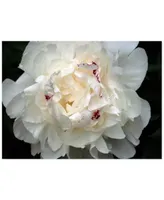 Perfect Peony Canvas Art By Kurt Shaffer Collection