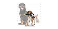 Tuffy Jr Gear, Duck & Lobster- Combo Pack. Durable Dog Toys