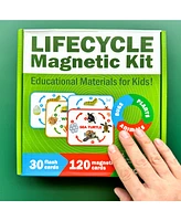 Quokka Life Cycle Kit Toy Montessori - Flash Cards Science Activities - Assorted Pre