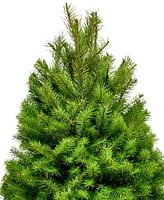 International Christmas Innovation Fresh Cut Real Christmas Tree Douglas Fir 4'-5'