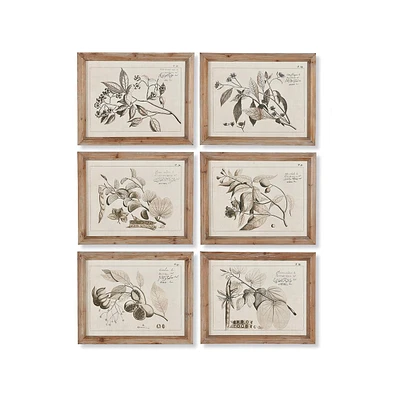 Napa Home & Garden Fruit Bearing Branch Illustrations, Set Of 6