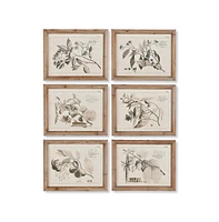 Napa Home & Garden Fruit Bearing Branch Illustrations, Set Of 6