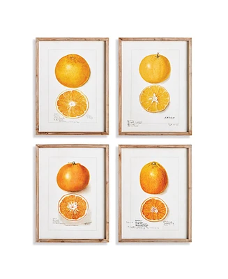 17.75"W x 1"D x 23.5"H Citrus Study Framed Wall Art Set of 4