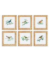 Songbird Petite Prints St/6