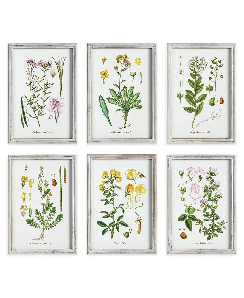 Perennial Botanical Study, Set Of 6 Wall Art