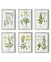 Perennial Botanical Study, Set Of 6 Wall Art