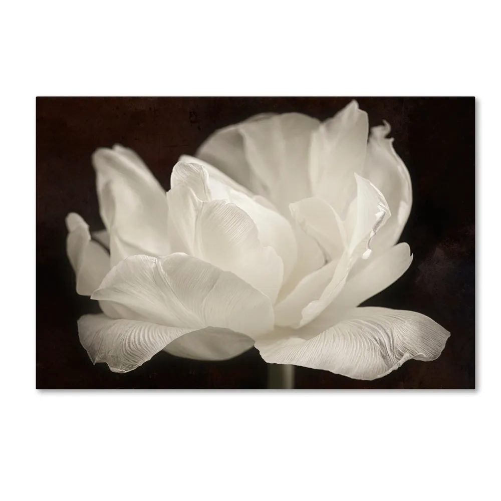 Cora Niele 'White Tulip Iii' Canvas Art