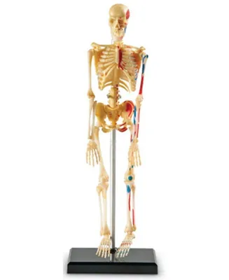 Learning Resources Skeleton Model