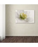 Cora Niele 'White Helleborus' Canvas Art - 24" x 16" x 2"