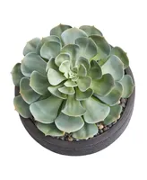 Nearly Natural Giant Echeveria Succulent Artificial Plant