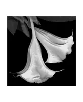 Susan S. Barmon 'Trumpet Flower Black And White' Canvas Art - 24" x 24"