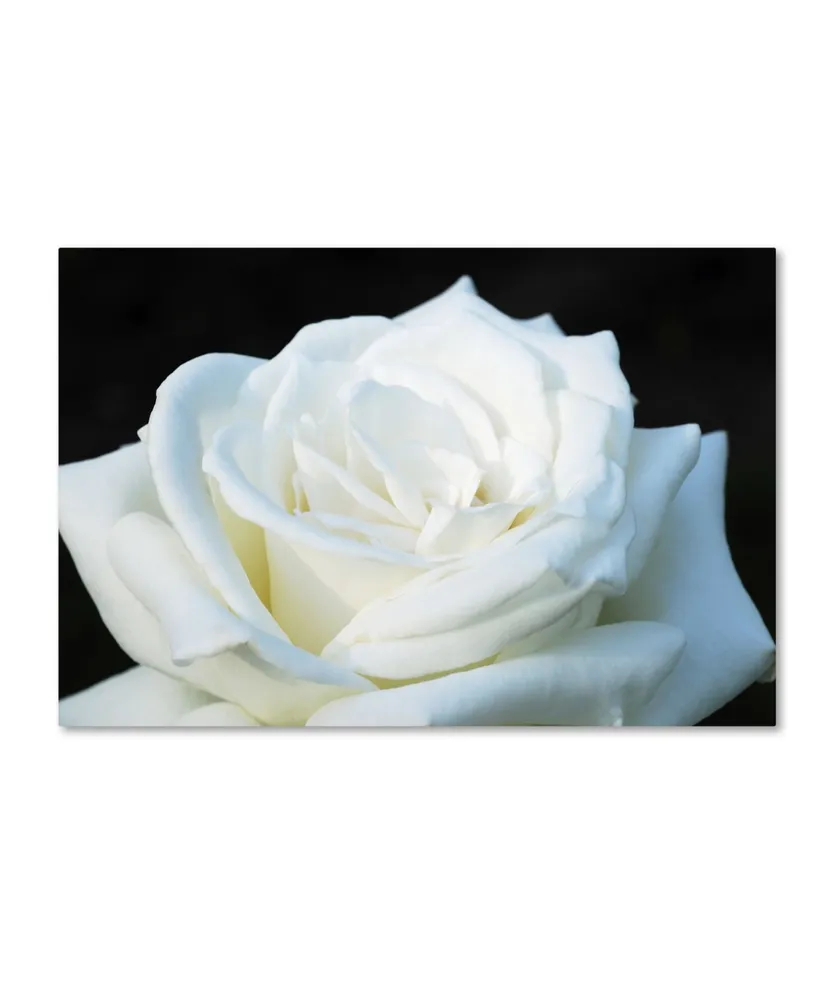 Kurt Shaffer 'White Rose Ii' Canvas Art - 24" x 16"