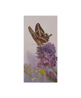 Rusty Frentner 'Giant Swallowtail' Canvas Art - 10" x 19"